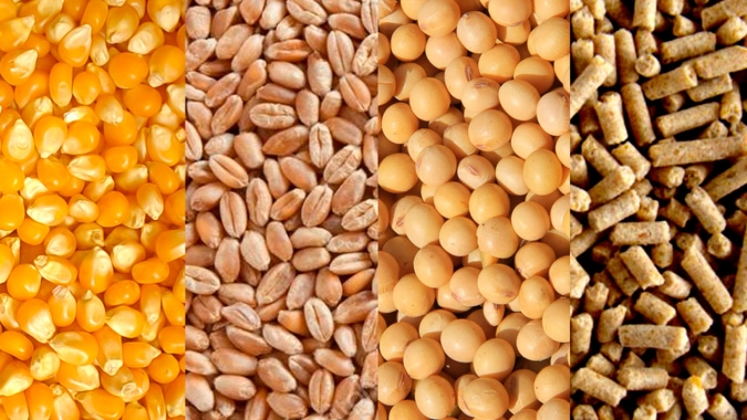 Sindirações projeta crescimento de 3% do setor de alimentação animal em 2025