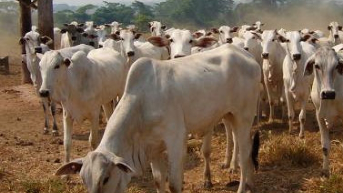 Agrobrazil: valores registrados no Pará apresentam média de R$ 279,66