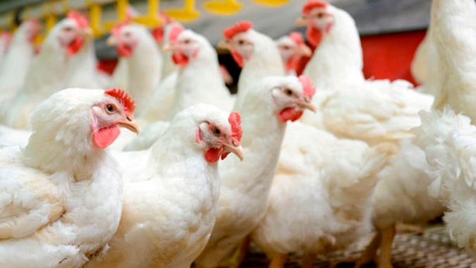 Receita de embarques de carne de frango crescem 6,4% em 2019