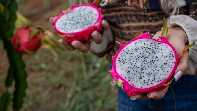 Cientistas desenvolvem cultivares de pitaya geneticamente superiores