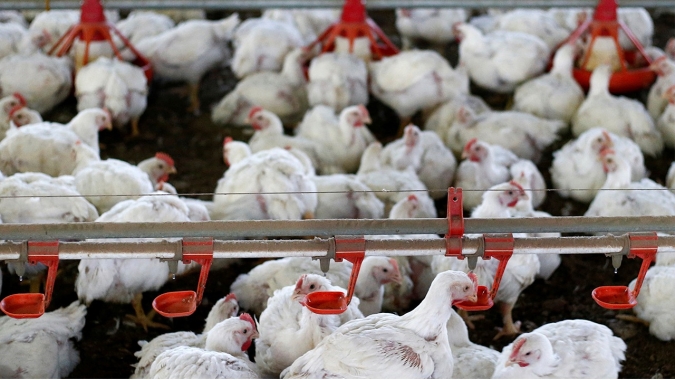 No VBP animal, boi volta a recuperar parte do espaço ocupado pelo frango