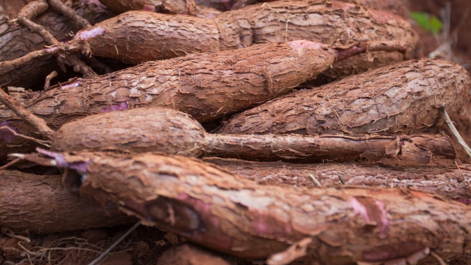 Conjuntura da Conab aponta que produtores de mandioca adiam vendas em busca de melhores preços