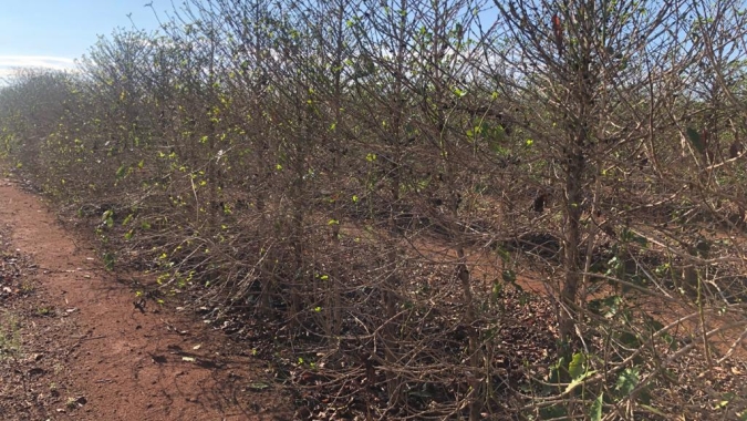 Seca no Brasil afeta a safra de café 2021 e preços sobem mais de 500 pontos