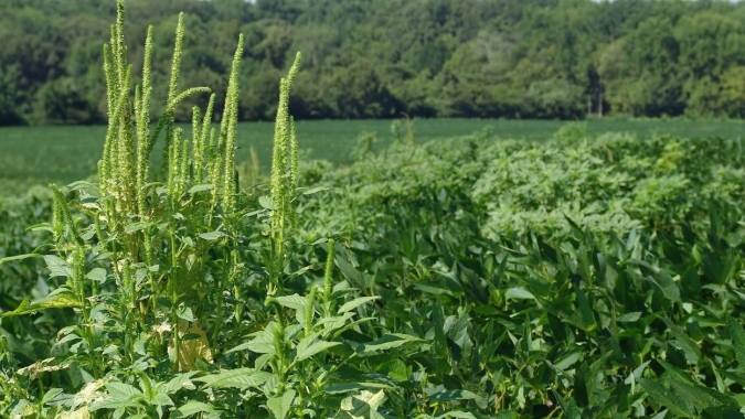 Agência de Proteção Ambiental dos EUA suspende registros do Dicamba no país. Bayer se posiciona