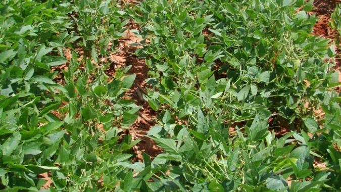 Comissão de Orçamento aprova mais recursos para fomentar agricultura
