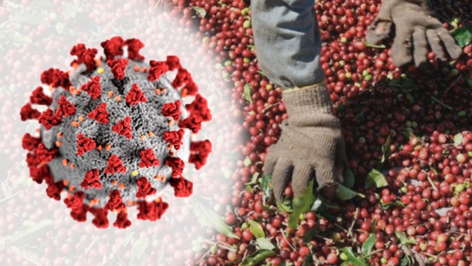 Rondônia lança cartilha contendo orientações para a safra de café 2020 dos Robustas Amazônicos em tempos de COVID-19