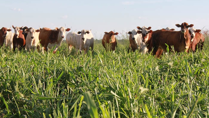 Balanço IZ: compromisso com a sustentabilidade e a inovação na Produção Animal