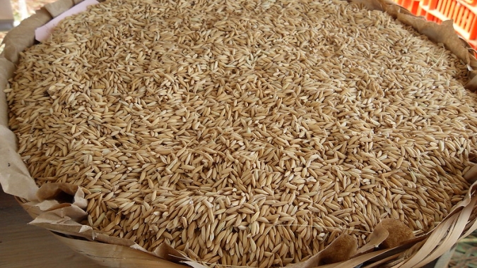 Arroz/Cepea: Preço segue firme neste fim de temporada
