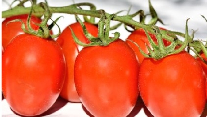 Hortifruti/Cepea: Estudo inédito traz um diagnóstico completo da cadeia de tomate de mesa nacional