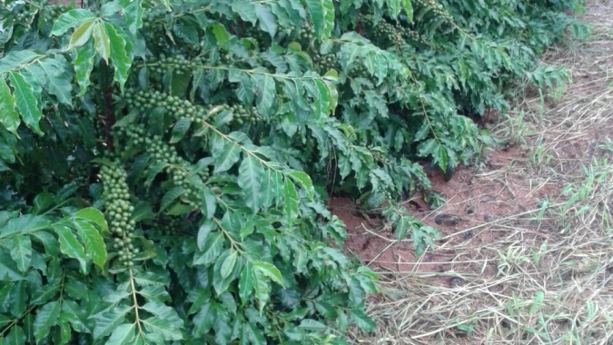 IDR-Paraná e Simepar alertam para risco de geadas na região cafeeira do Paraná esta semana