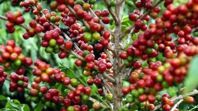 Café conilon ainda sente pressão de mais oferta no Vietnã e recua em Londres nesta 2ªfeira