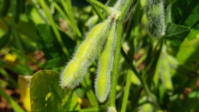 Agricultores apostam em chuvas em setembro para antecipar plantio de soja em MT