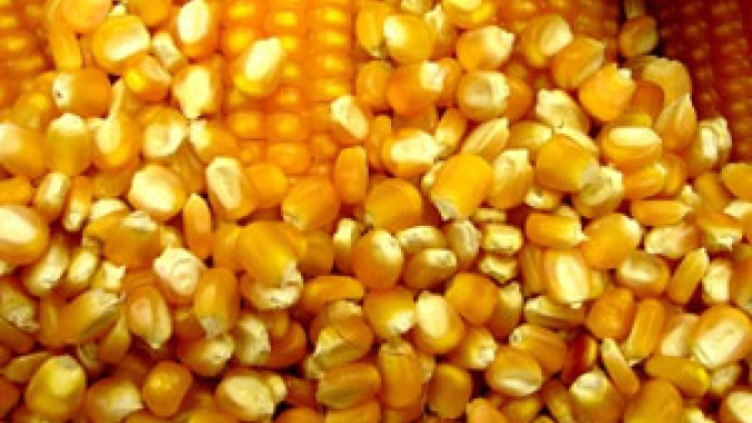 Milho abre a 4ªfeira em campo misto na B3 com primeiros contratos caindo