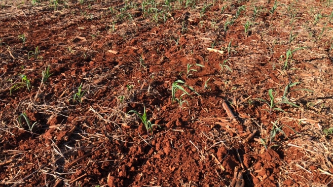 Menor umidade do solo dos últimos 30 anos impacta lavouras de milho no Paraná e Mato Grosso do Sul