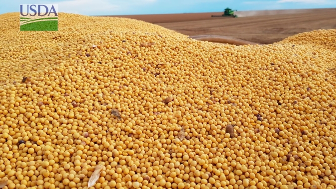 USDA aumenta em 1,1 milhão de t previsão para safra de soja da Argentina