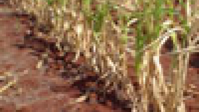 Santa Catarina contabiliza perdas na agricultura devido à estiagem
