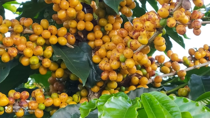 Café começa pregão com variações técnicas: Mercado de olho no clima na colheita do Brasil