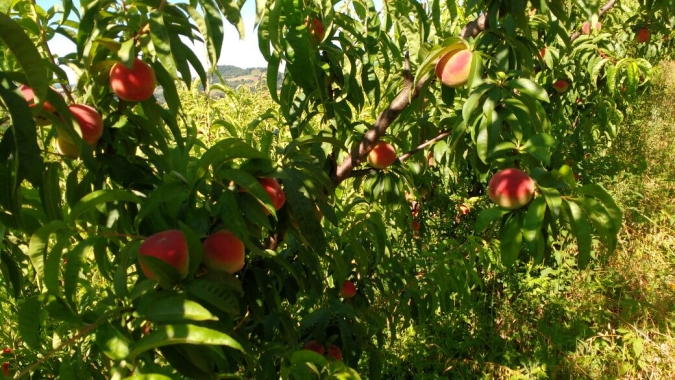 Publicações auxiliam no cultivo de frutíferas de clima temperado na Serra Gaúcha