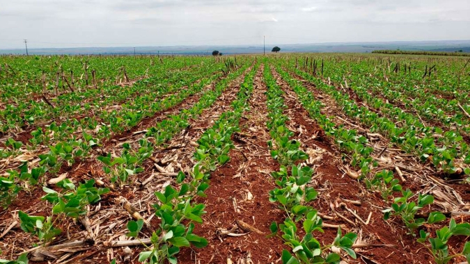 Minas Gerais precisa de chuvas nos próximos 10 dias para ainda ter boa safra de soja