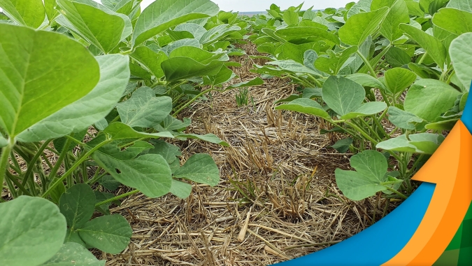 Campo Mourão/PR alterna meses com falta de chuva e com excesso de precipitações e já começa a espera perdas na soja