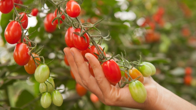 CNA debate comércio internacional e segurança alimentar