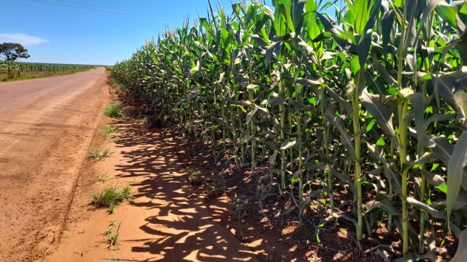 Forte seca impacta lavouras no Mato Grosso e ameaça milho safrinha