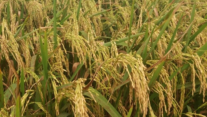 Arroz/Cepea: Indicador tem leve oscilação, mas fecha semana em queda