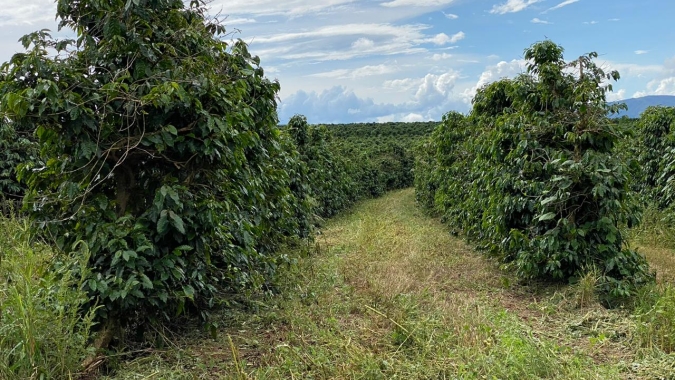 Chuvas voltam a ficar abaixo da média em áreas cafeeiras e Procafé alerta para novo risco de estresse hídrico