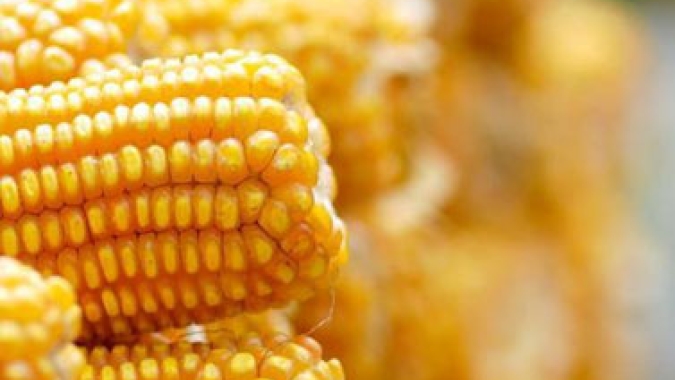 Milho plantado fora da janela teve pouca chuva em Mato Grosso