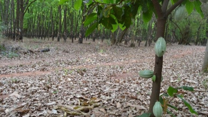 Projeto Consórcio Cacau e Seringueira no Noroeste Paulista é aposta da Secretaria de Agricultura e Abastecimento para a produção