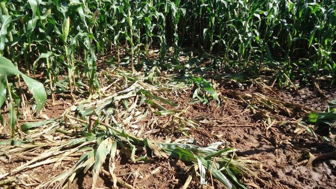 Porcos selvagens geram prejuízo à plantações do Mato Grosso