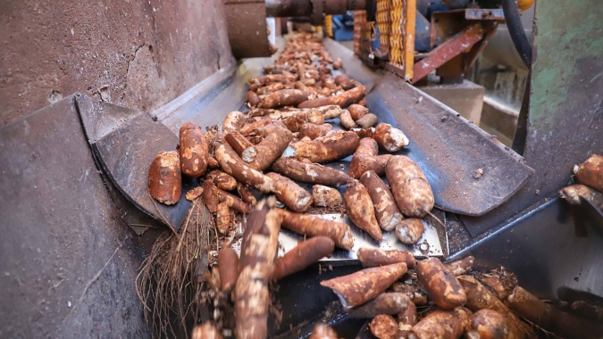 UEM e Embrapa renovam convênio para melhoramento da mandioca e apoio à agricultura familiar