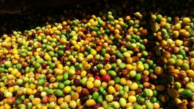 Safra na reta final: Colheita do café arábica nas áreas da Cooxupé ultrapassa os 90%
