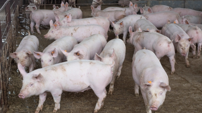 IMA alerta suinocultores sobre Peste Suína Africana no Brasil