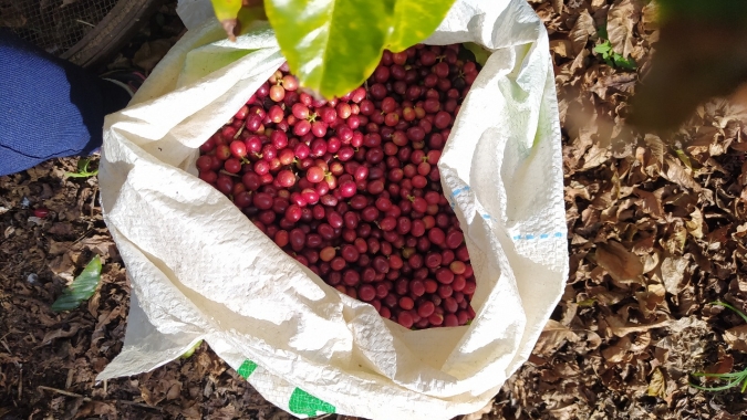 Café acompanha dia de baixa generalizada e cai mais de 2% em Nova York