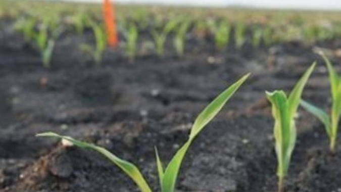 USDA: Plantio do milho chega a 93% e 60% da soja está em boas/excelentes condições
