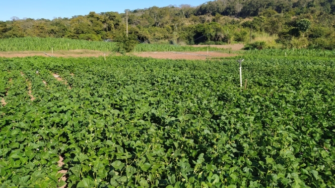 Experimento desenvolvido pela Emater e Embrapa testa novas cultivares de feijão para disponibilizar sementes mais produtivas aos