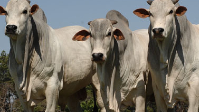 México autoriza importação de carne bovina da Argentina