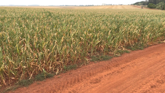 Fecoagro: Influência do clima não permite aproveitamento de cotações históricas do ano