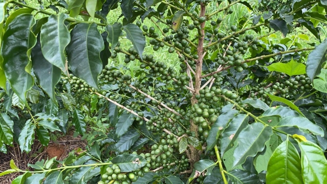 Café finaliza quinta-feira com altas em NY e no Brasil, enquanto conilon cai em Londres