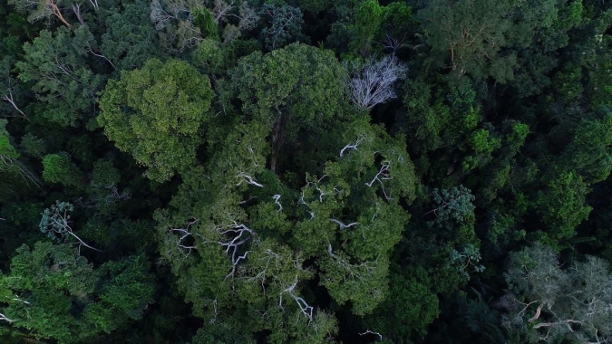 Mapa realiza 1º Prêmio Expoforest de Startups no Setor de Plantações Florestais