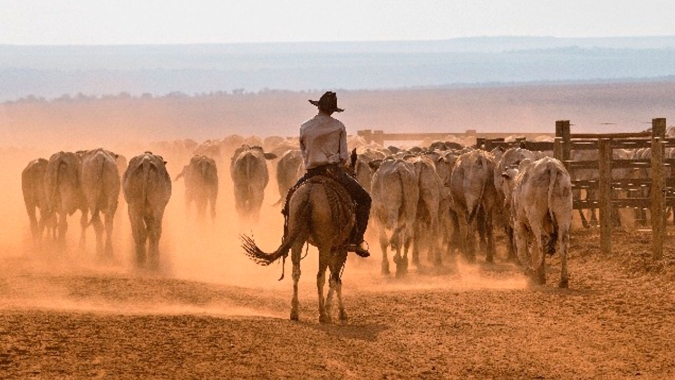 Maior parte da pecuária de Mato Grosso é formada por pequenos produtores