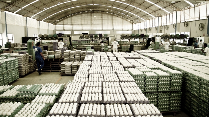 Receita de exportações de material genético cresce 14,4% em 2022
