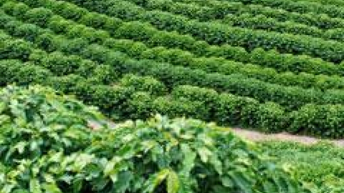 Calor intenso no fim do inverno brasileiro traz temores para safra de café de 2024