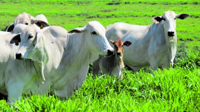 Datagro enumera pontos de alerta no mercado do boi que podem influenciar nos preços da arroba; consumo interno é o mais crítico