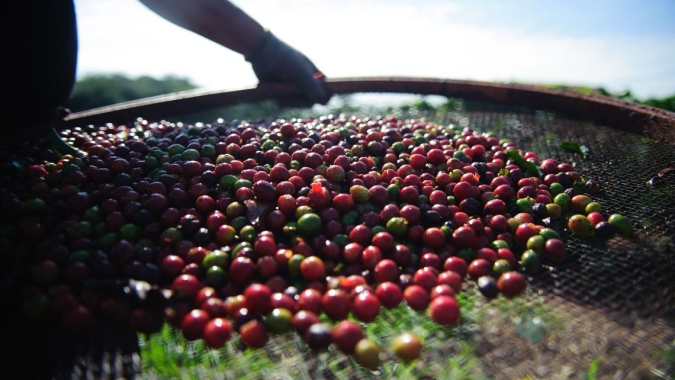 Com chuva e estoques no radar, robusta perde mais de 7% e arábica mais de mil pontos em NY