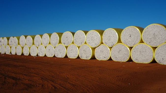 Produção goiana de algodão deve aumentar 4,7% no ciclo 2023/2024