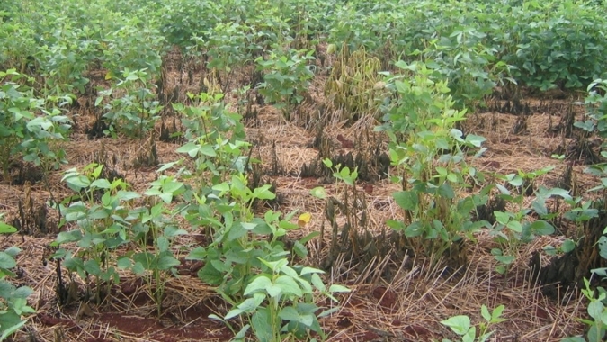 Embrapa e Fundação Bahia orientam produtores sobre ocorrência da podridão radicular de Phytophthora na região oeste da Bahia