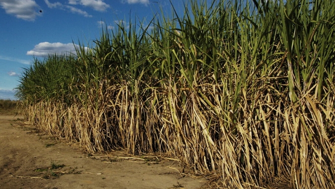 Censo da cana do IAC mostra tendência de incorporação de novas cultivares no Centro-Sul