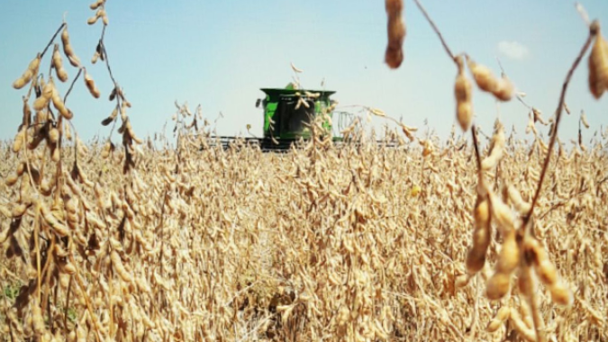 Bolsa de Rosário corta projeções para safras de soja e milho da Argentina